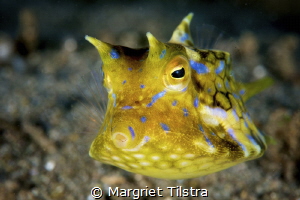 Thorny-back cowfish in Masaplod Marine Sanctuary Dauin.
... by Margriet Tilstra 